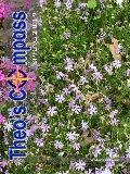 Theos_Compass_SPRING_2019_ENGLISH_8X10_WEB.pdf
